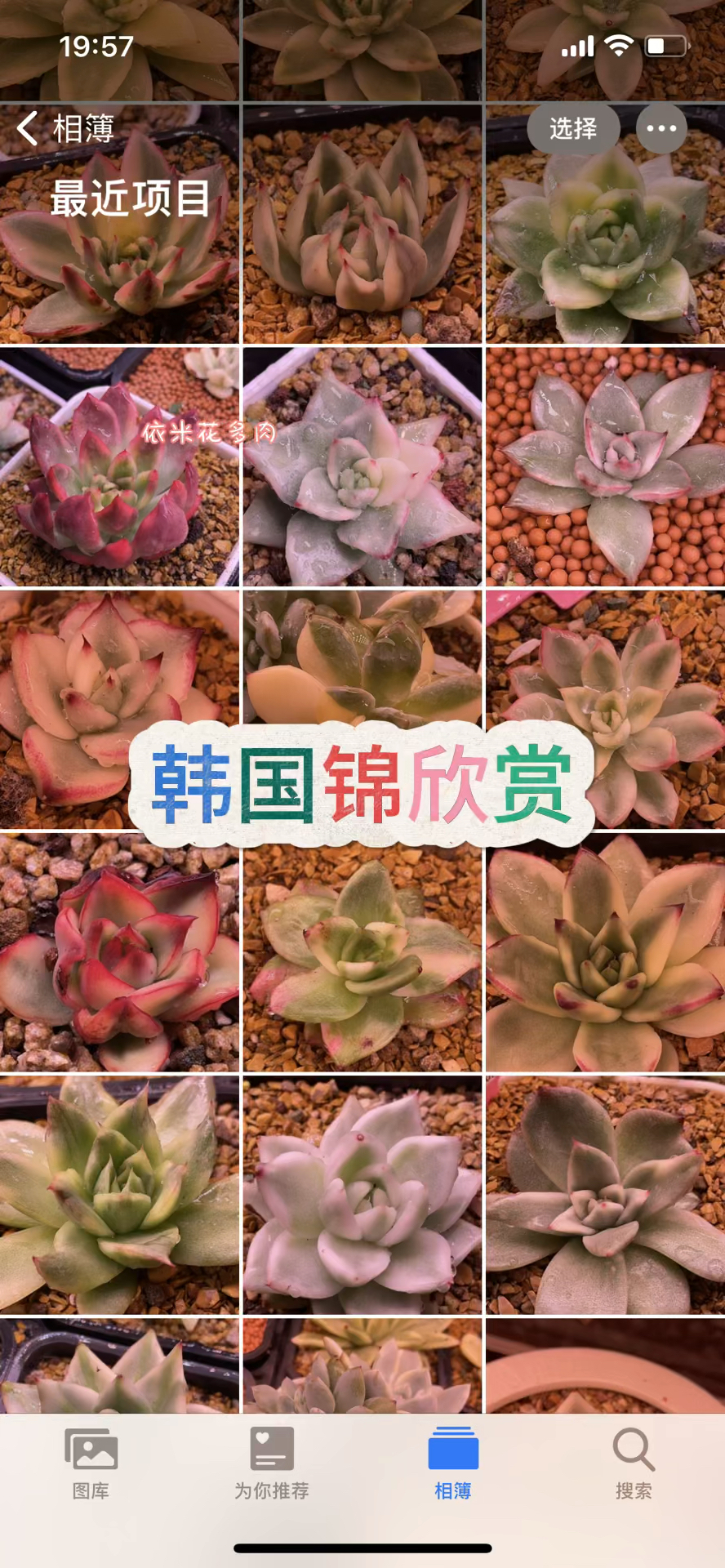 韩国多肉锦欣赏#多肉植物 #对生活多一份热爱 #用多肉治愈生活