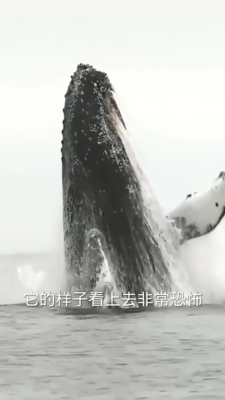难得一见的鲨鱼腾空一跃