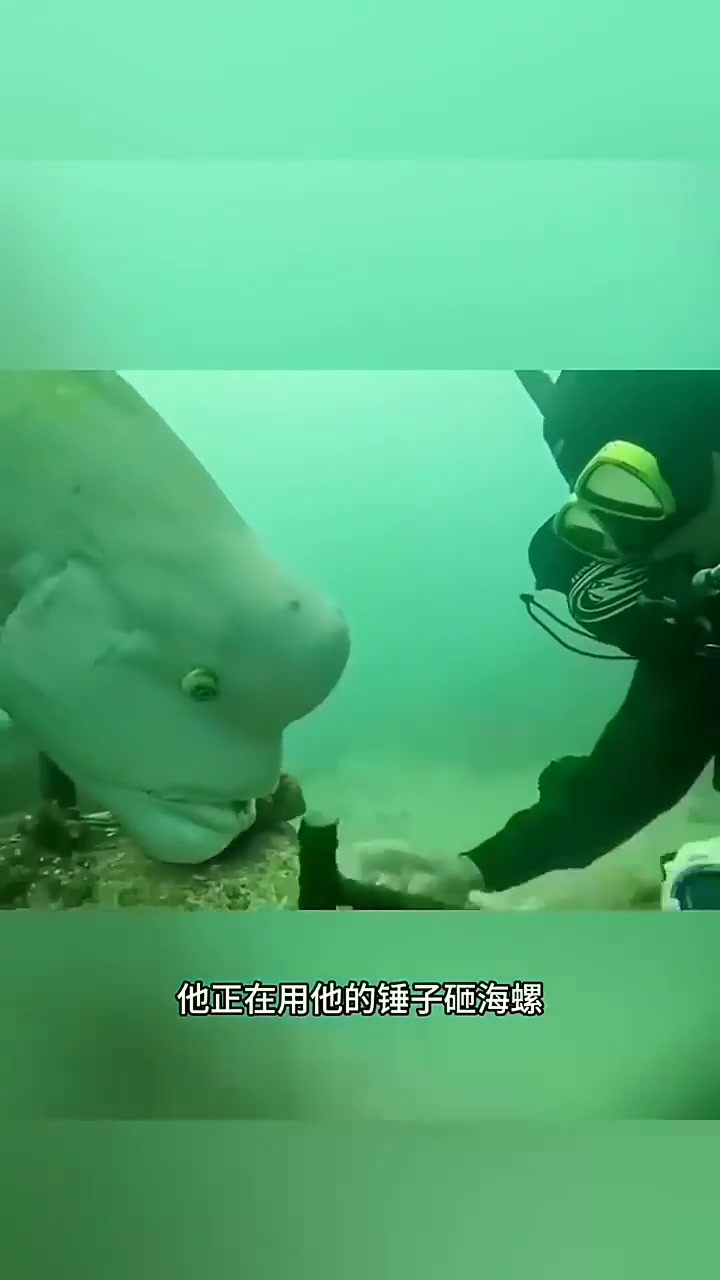 海底大头鱼,太有见了