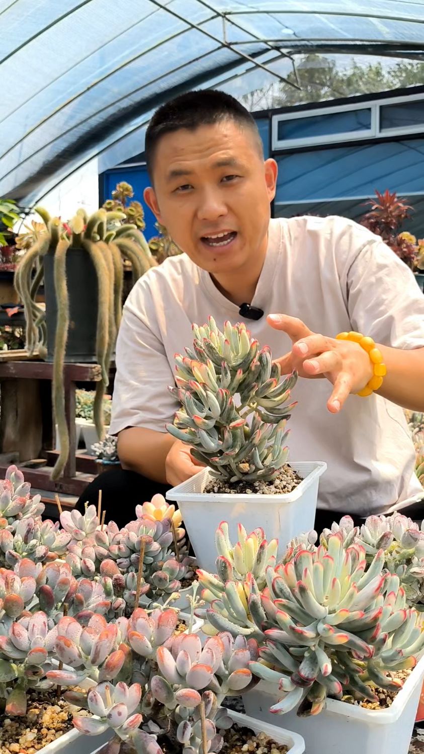 多肉植物用什么土?多肉颗粒土怎么配?
