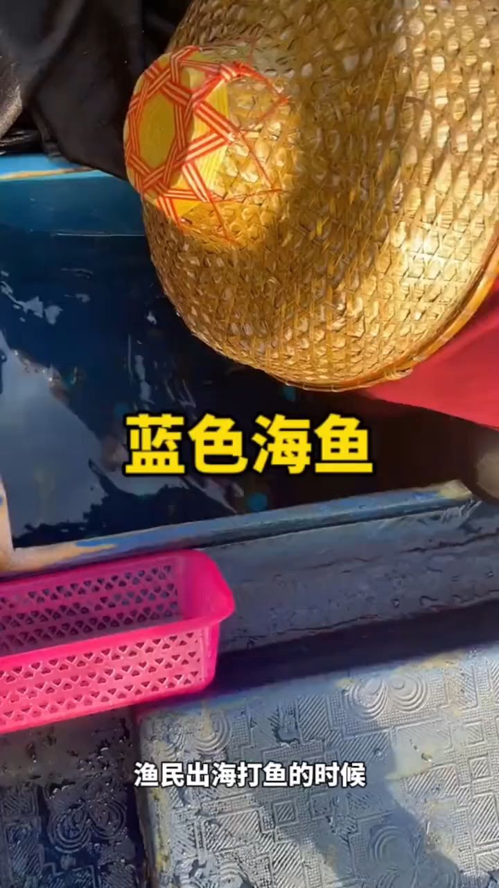 在海边收获一条奇特的海鱼