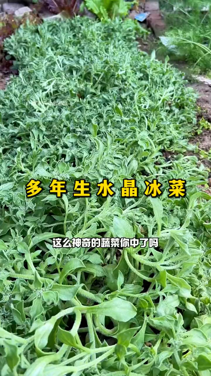 冰菜冰菜水晶冰菜冰菜