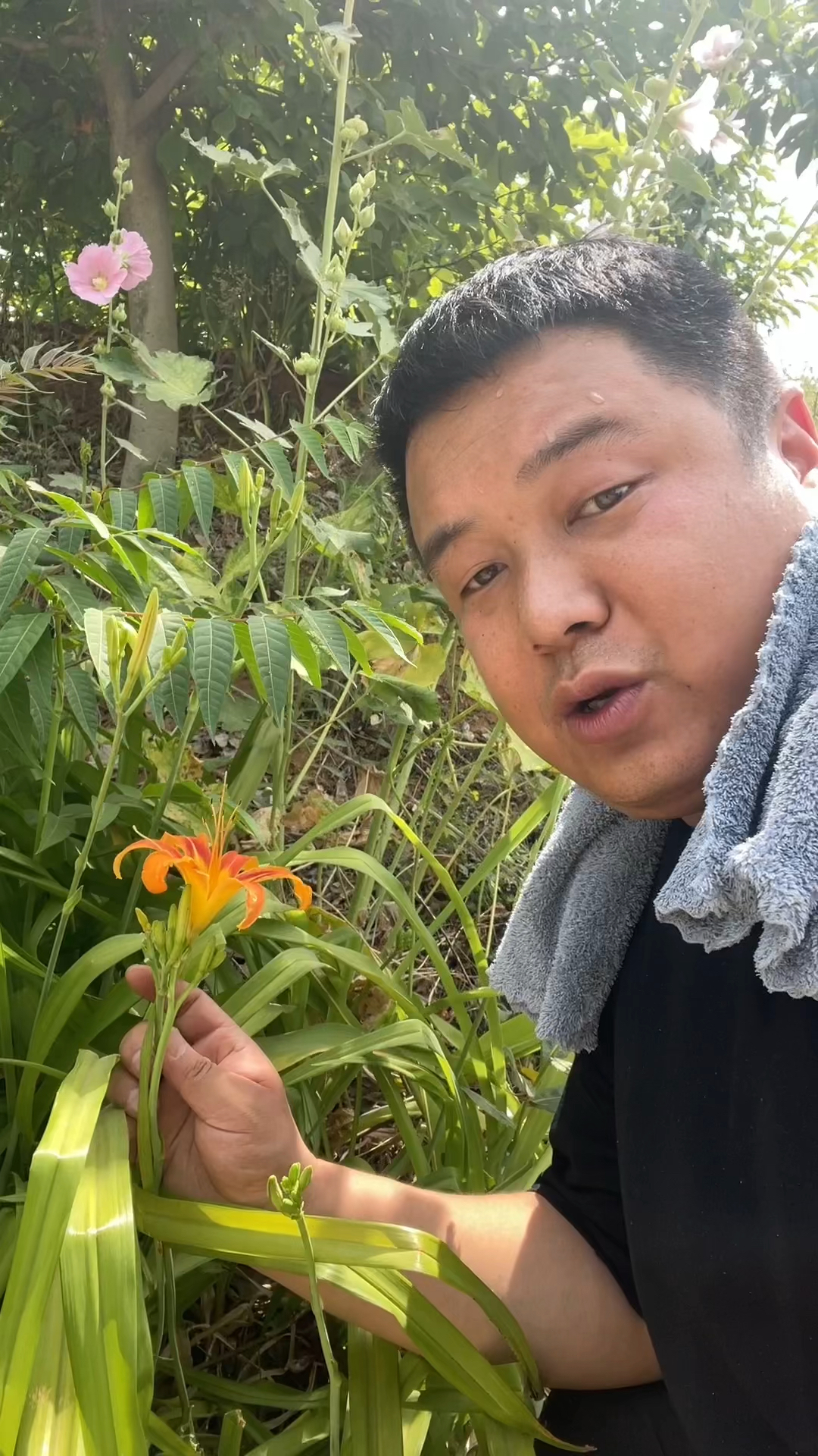 农村常见的「黄花菜」别名也叫:忘忧草和金针菜。你见过吗?