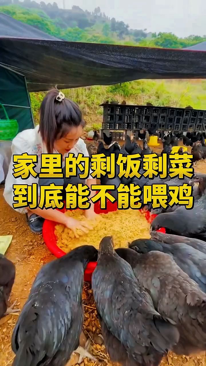 家里的剩菜剩饭能不能喂鸡?