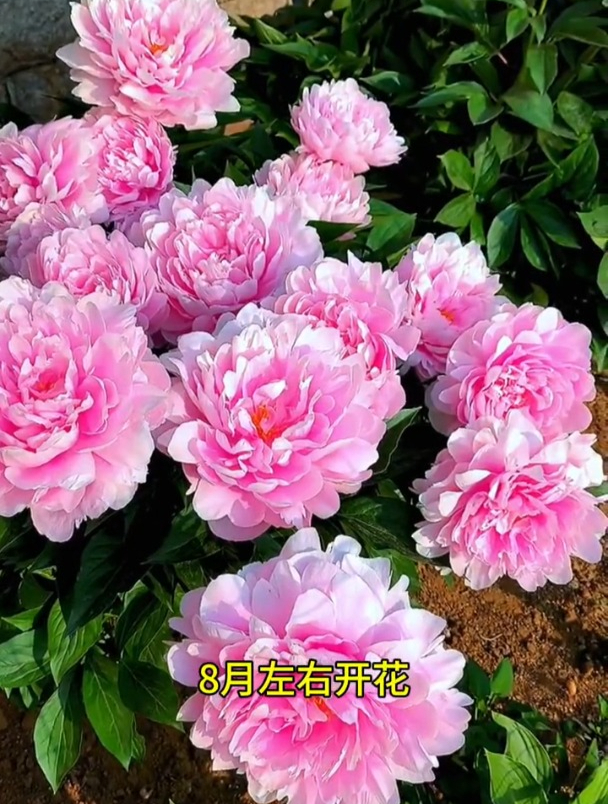 比起牡丹,芍药开花更为壮观!