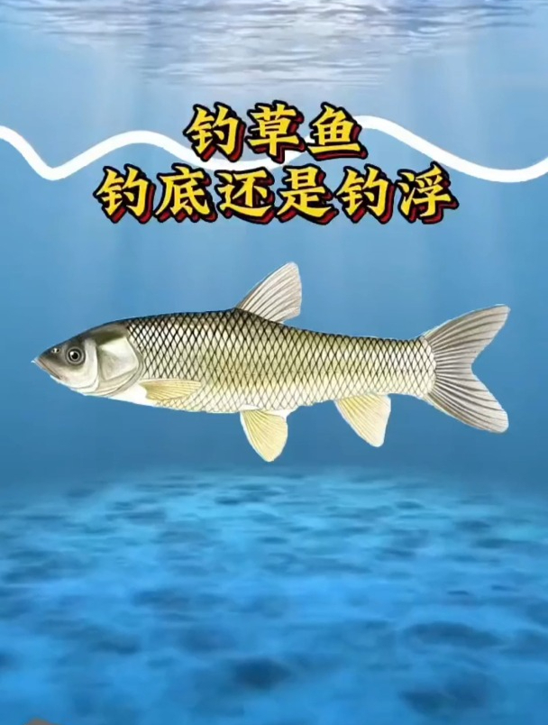钓草鱼究竟是钓底还是钓浮?老钓友从这3个方面讲解!