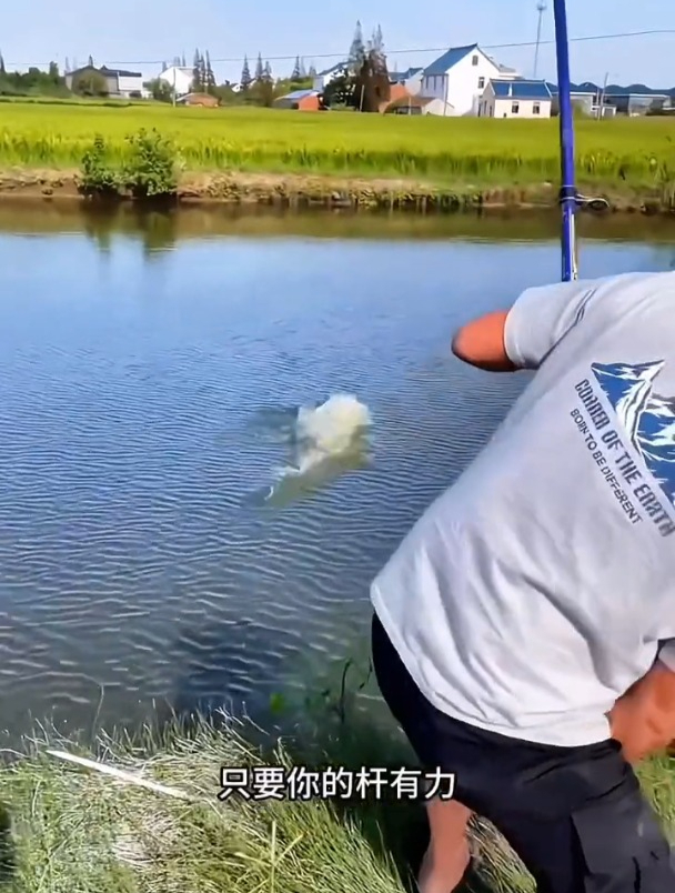 自带鱼钩的大力马线组,真实效果如何?和普通线组有什么区别?