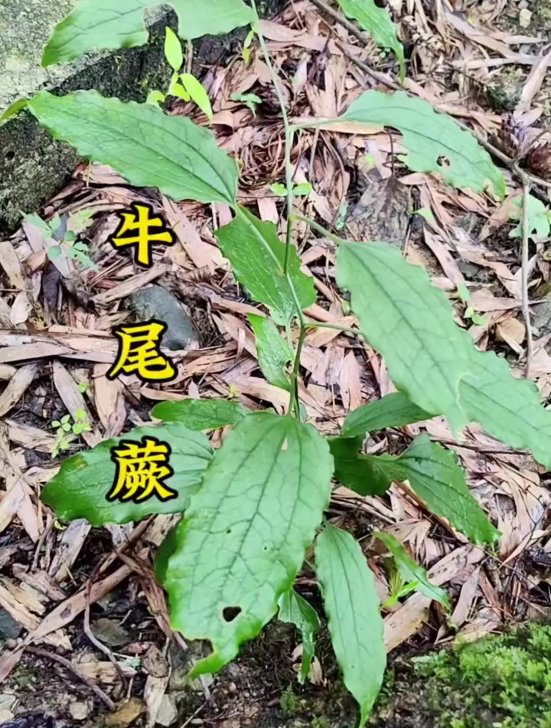 牛尾菜有“野菜之王”的称号,它的营养价值远远超过一般蔬菜