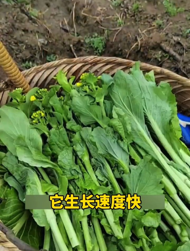 专吃菜心的蔬菜,越掐越旺长,它就是广东菜心!