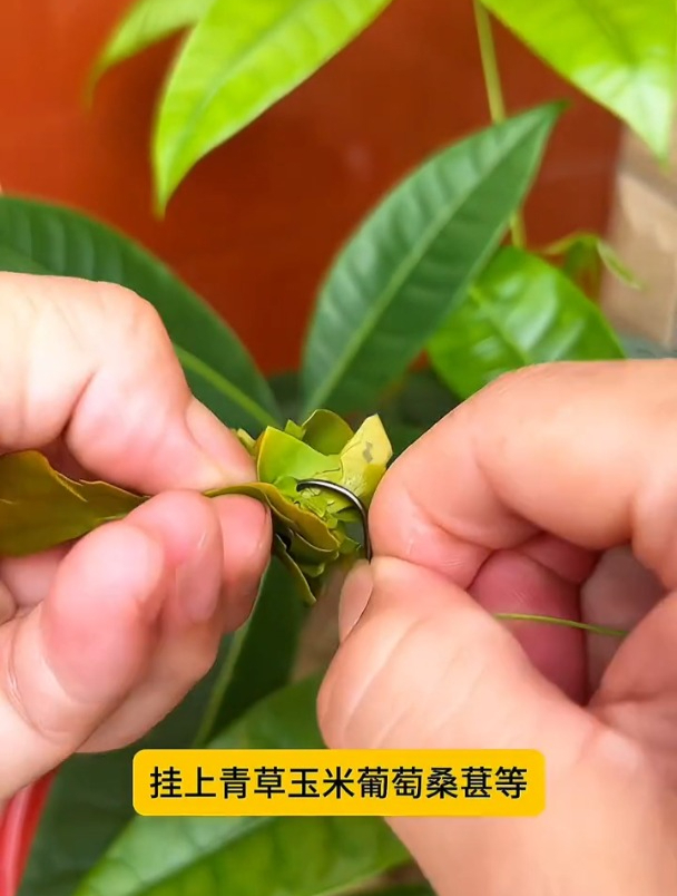 钓草鱼怎么选线组?选线组要注意什么?这些误区千万别踩!
