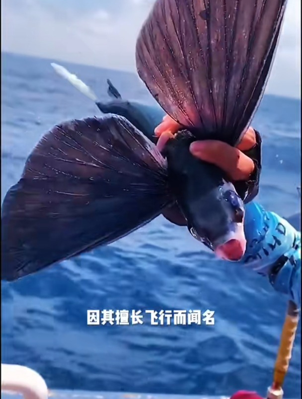 这种鱼长着一对非常漂亮的翅膀,能在水面上飞行数百米