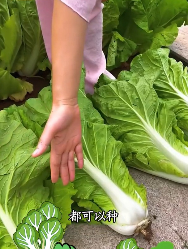月初种月底吃,生长速度快,它就是奶油小白菜!