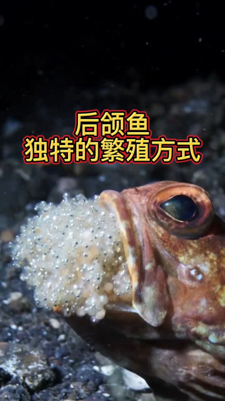 后颌鱼独特的繁殖方式,完美诠释了父爱的伟大