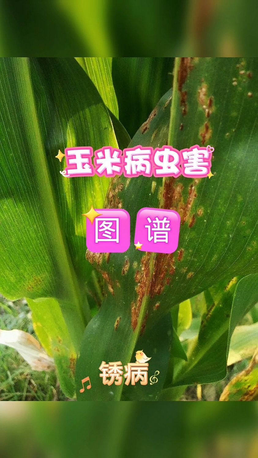 农业人都应该认识的,玉米病虫害图解