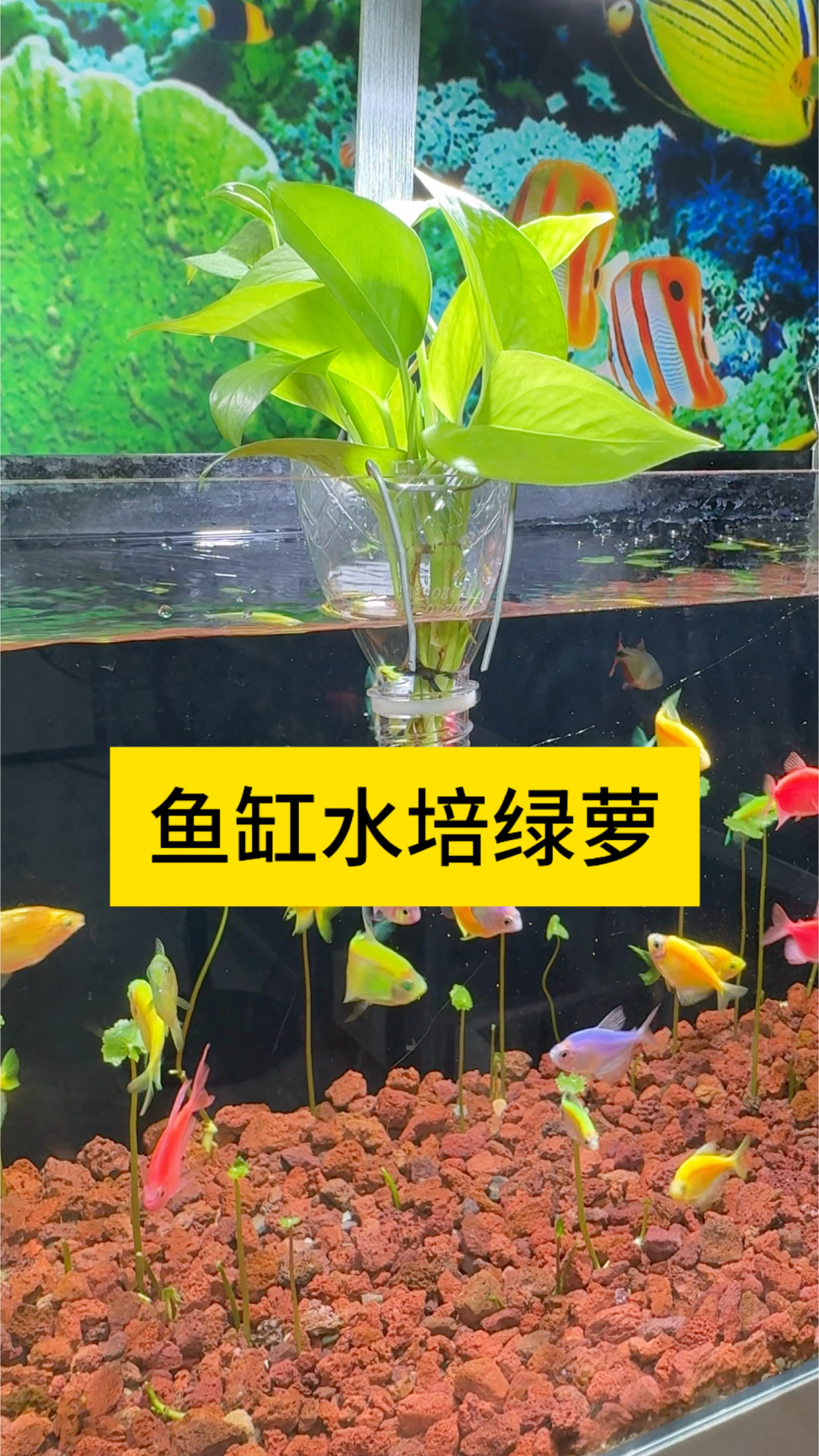 鱼缸水培绿萝 既美观又能净化水质 #观赏鱼  #养鱼日记 #鱼缸水培