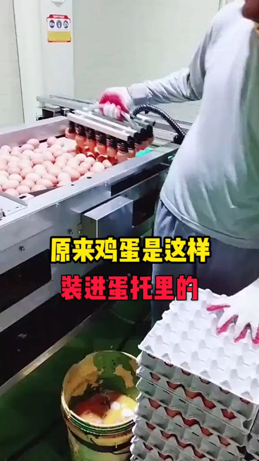 原来鸡蛋是这样装进蛋托的