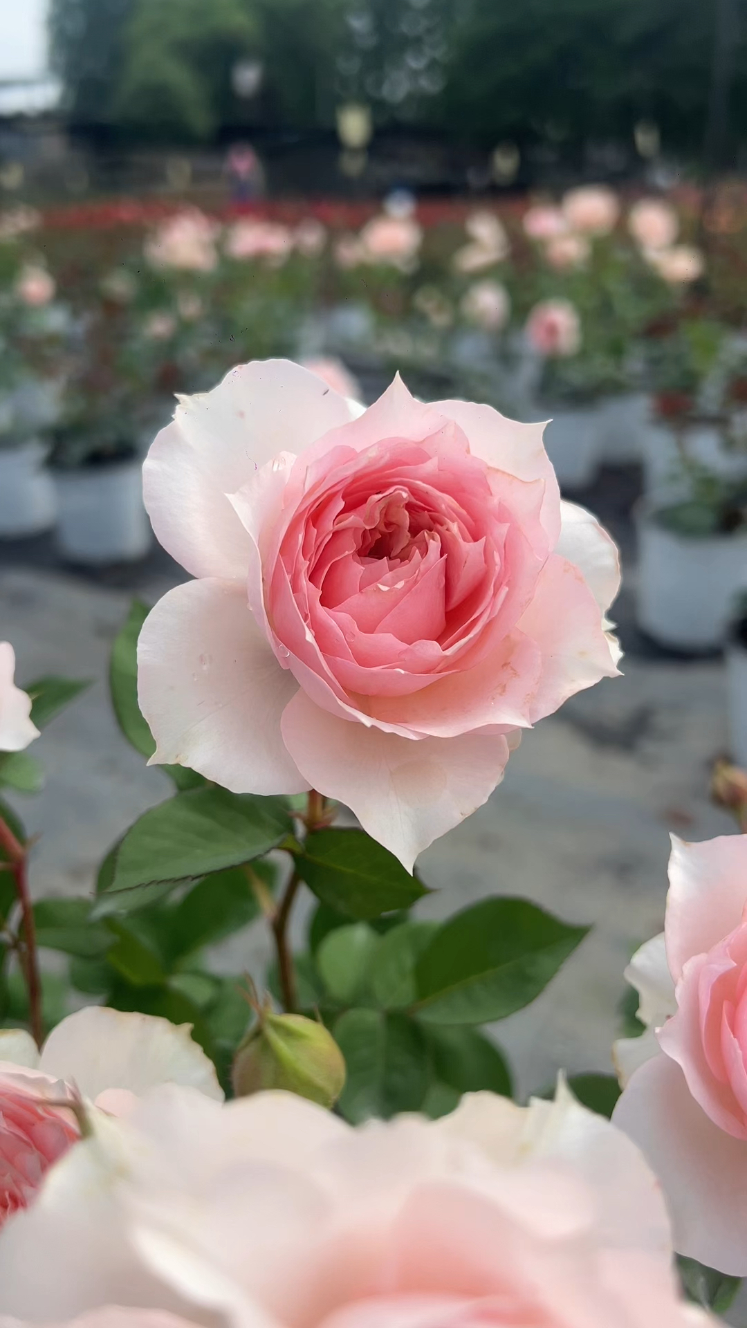 莫妮卡戴维,一款带有美人尖花瓣的灌木月季,香味