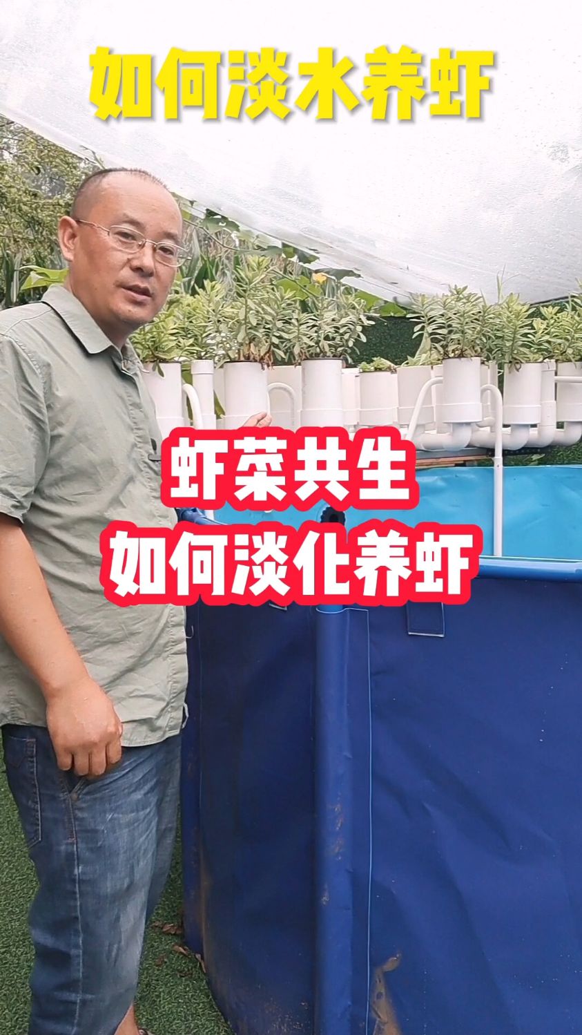 鱼菜共生系统也可以淡水养殖南美白对虾