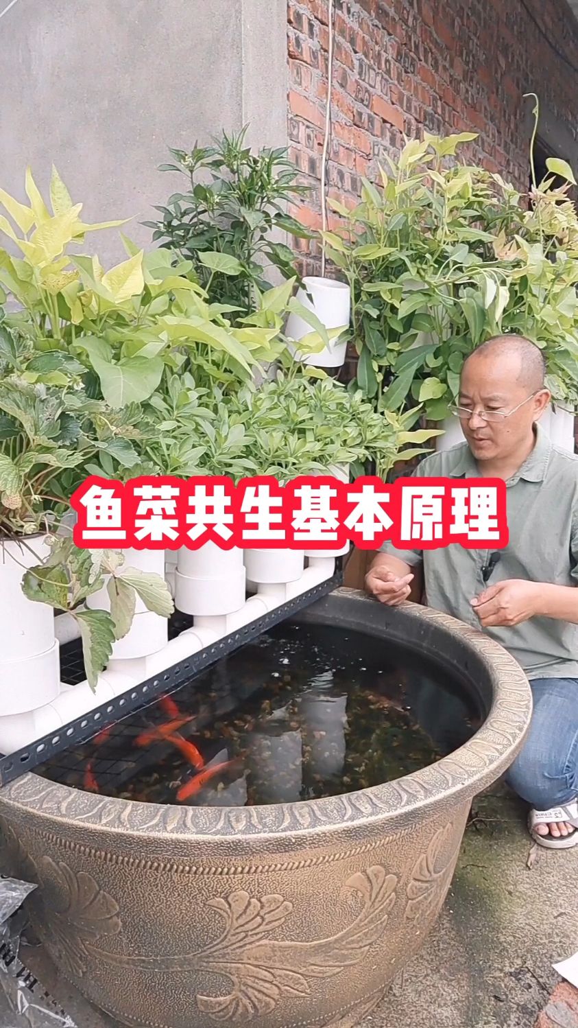 鱼菜共生基本原理