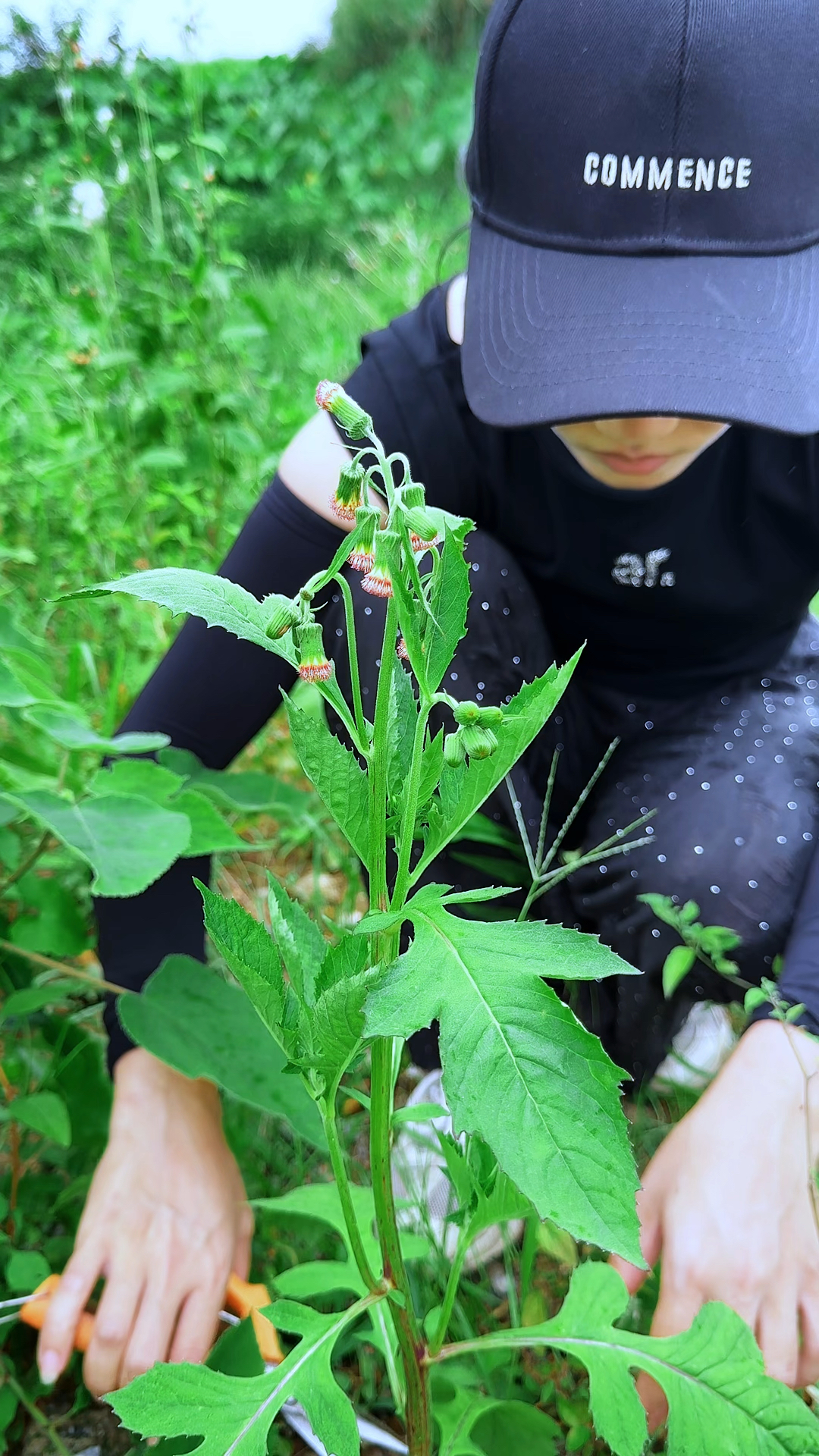 野茼蒿又叫革命菜,它自带一种特殊香味,类似茼蒿,比茼蒿要浓郁