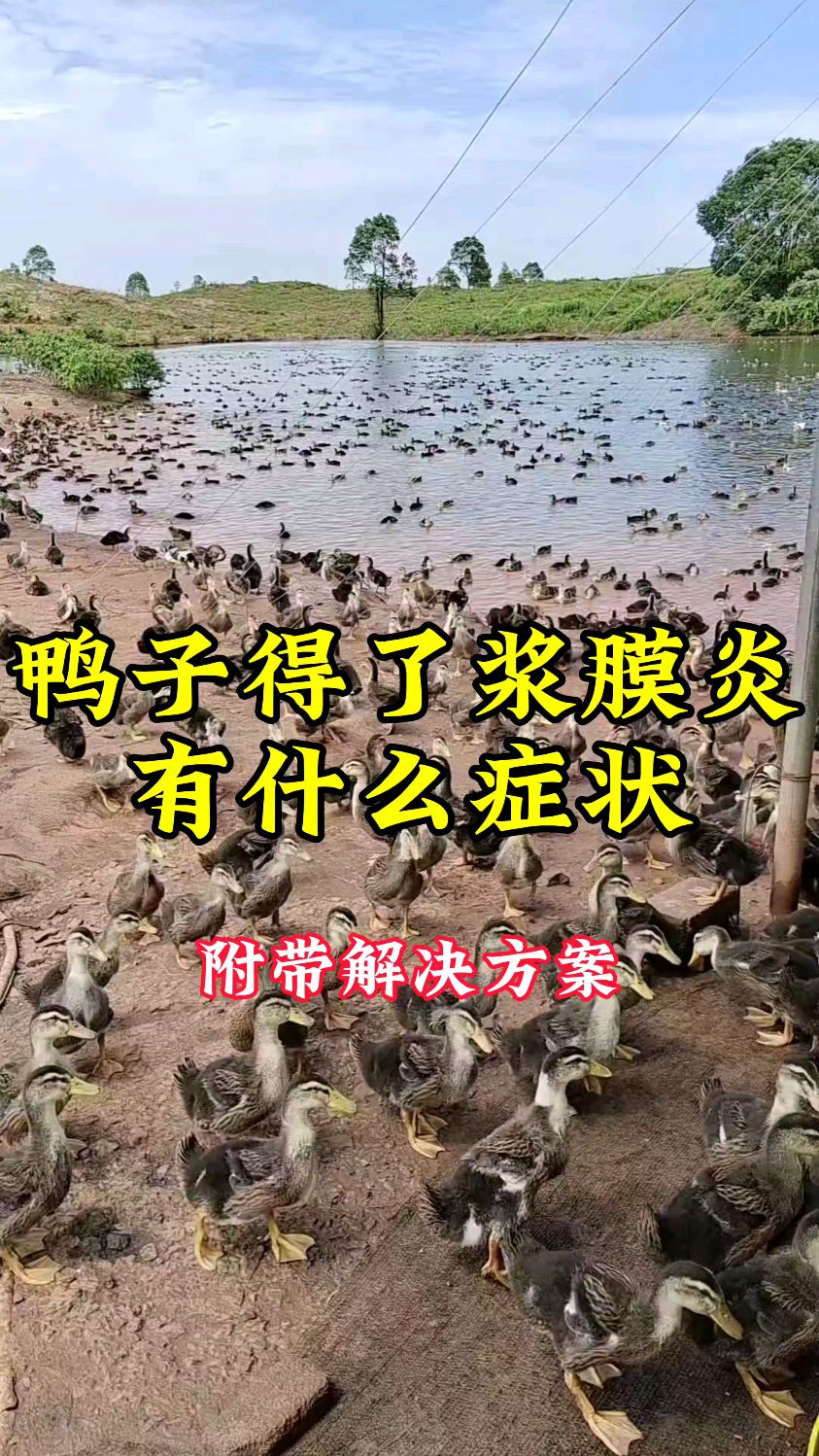 鸭子得了浆膜炎有什么症状
