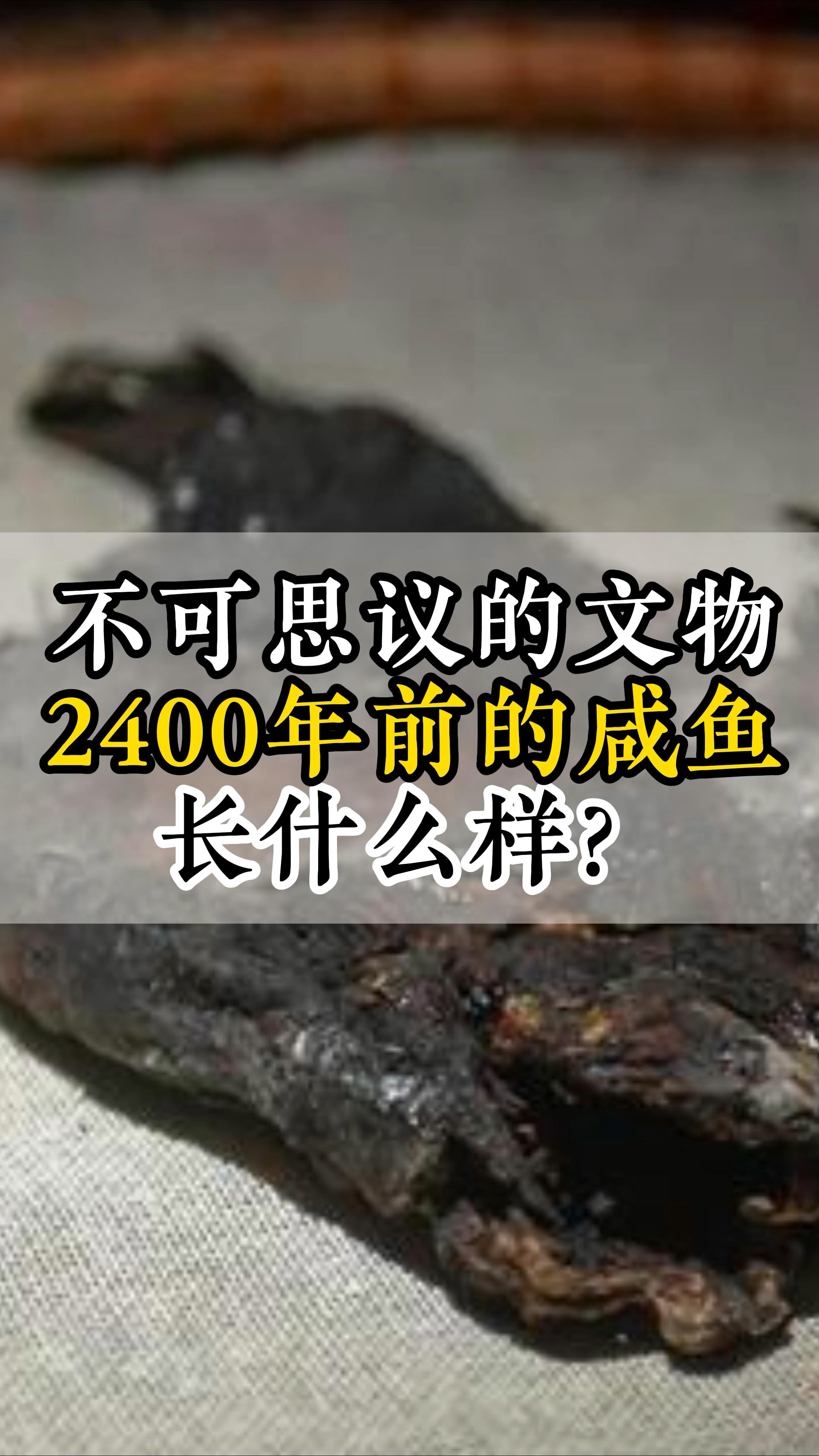 不可思议的文物:2400年前的咸鱼长什么样?