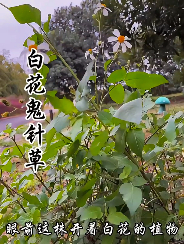 鬼针草也叫婆婆丁,如果你因湿气引起关节痛,它能缓解不适感