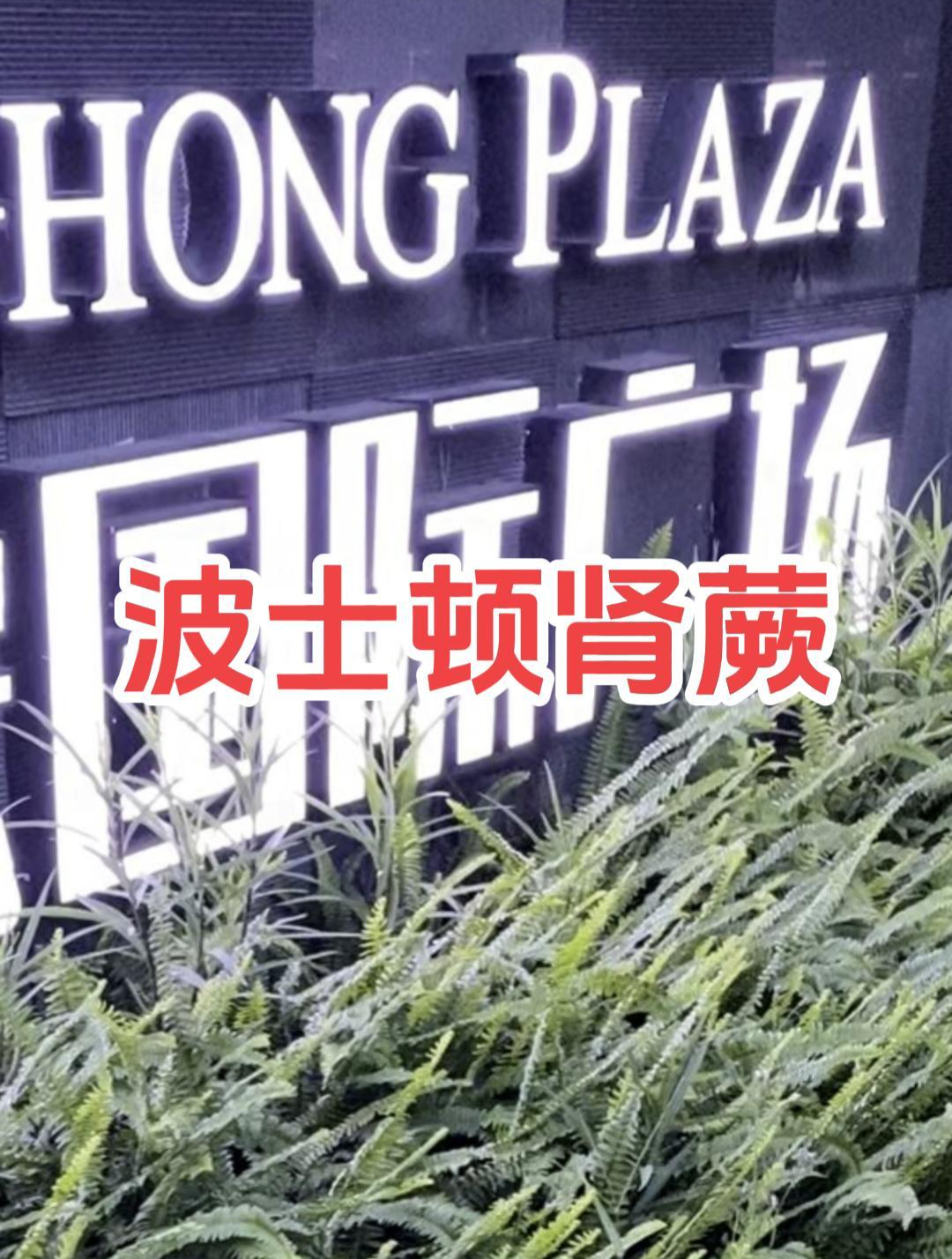 肾蕨真的是南方的野草吗?“国际广场”上的波士顿蕨,一目了然