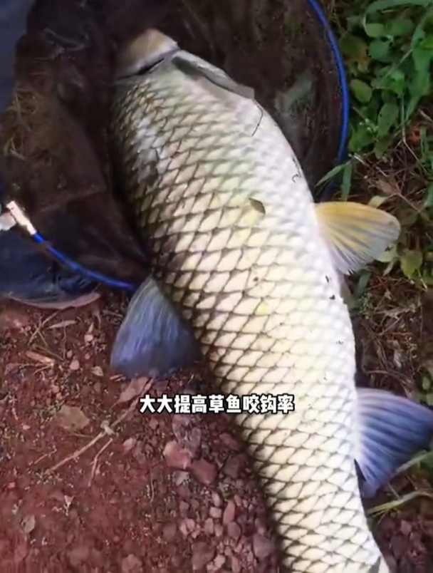 为什么钓草鱼选加长子线效果更好?长子线加大垂钓范围更易中鱼!
