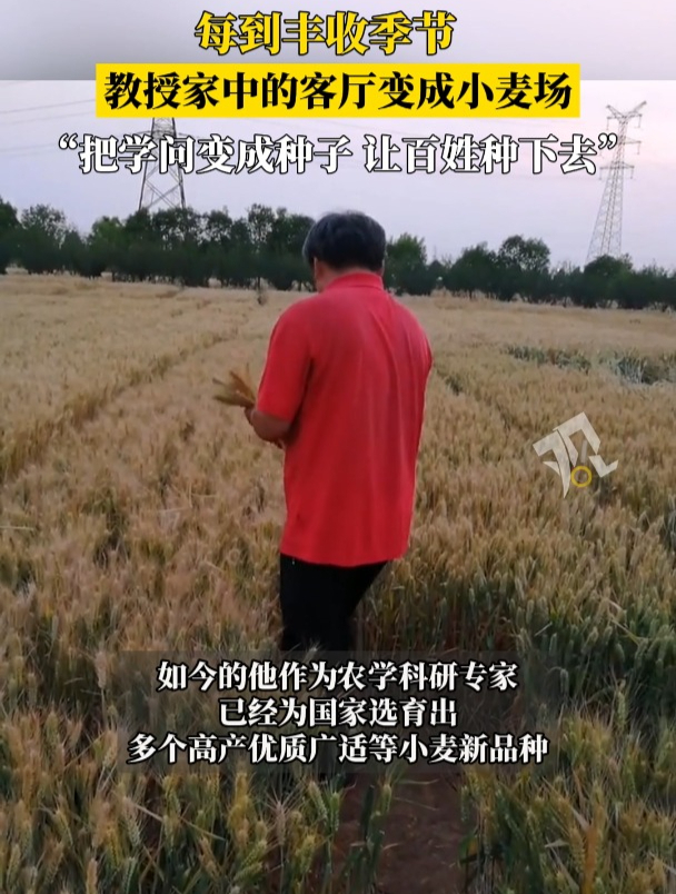致敬!每到丰收季节,教授家中的客厅变成小麦场!