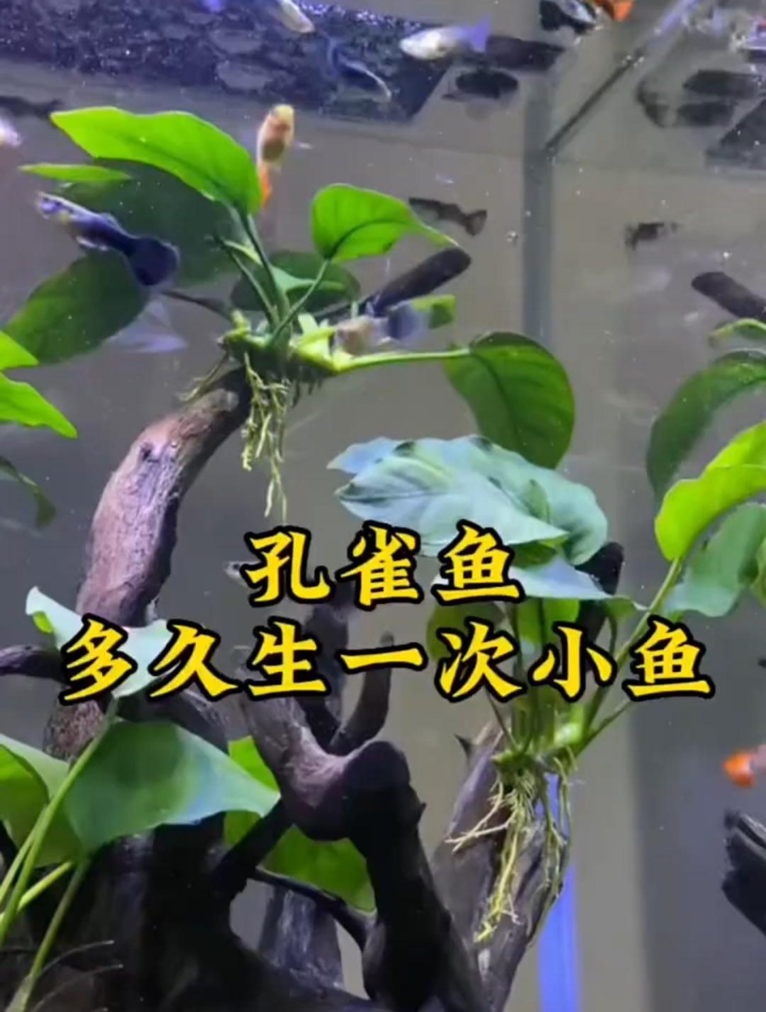 孔雀鱼多久生一次小鱼