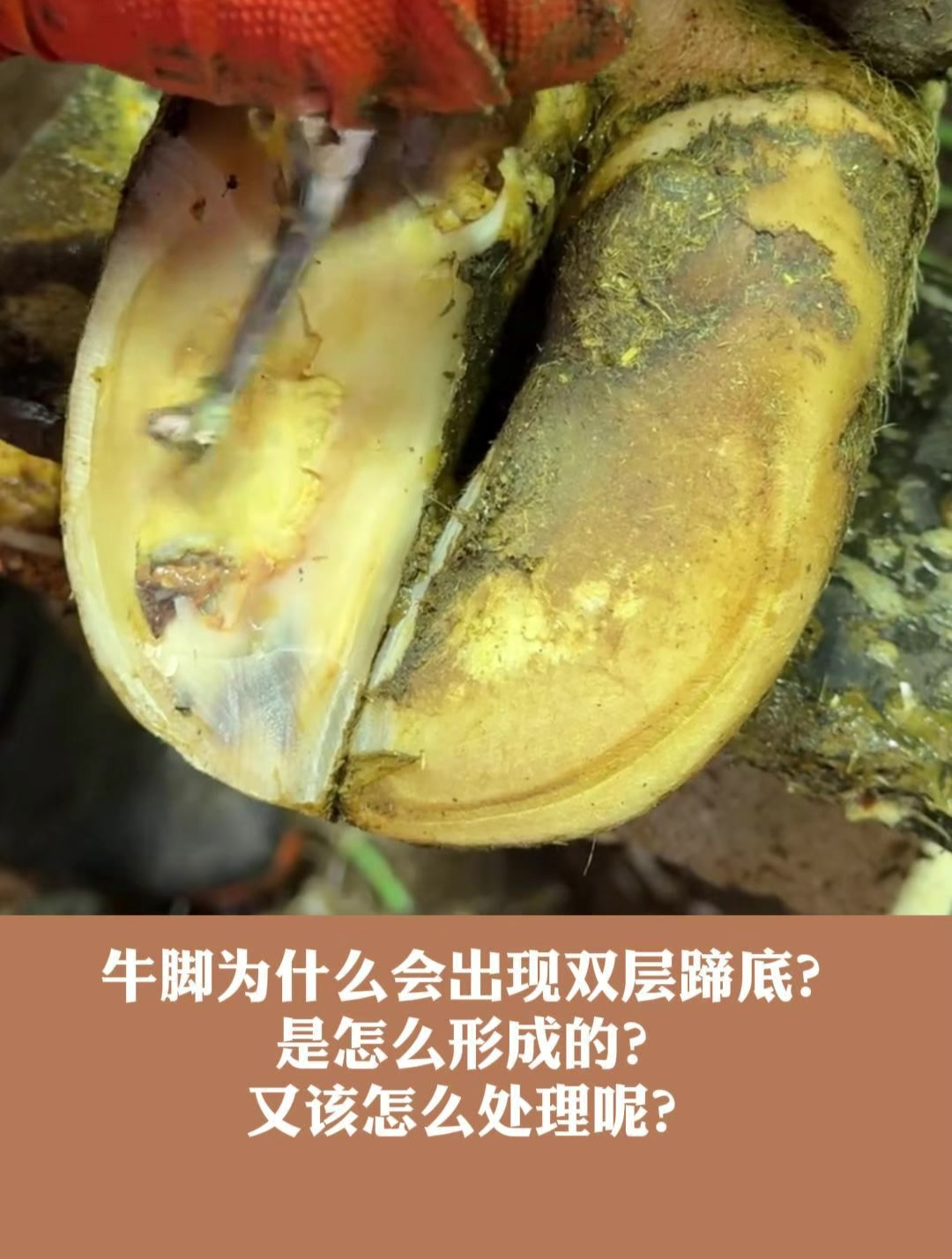 牛脚为什么会出现双层蹄底?是怎么形成的?又该怎么处理呢?