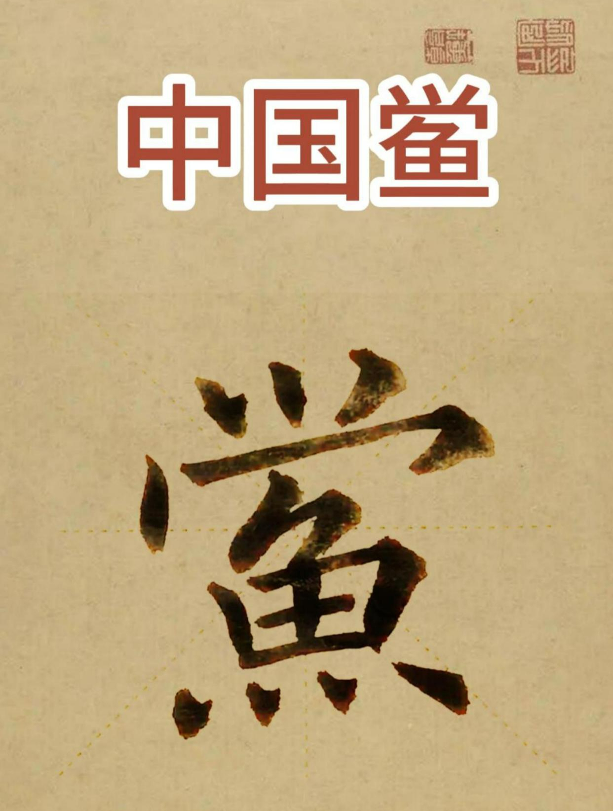 中华鲎是什么?鲎怎么读?