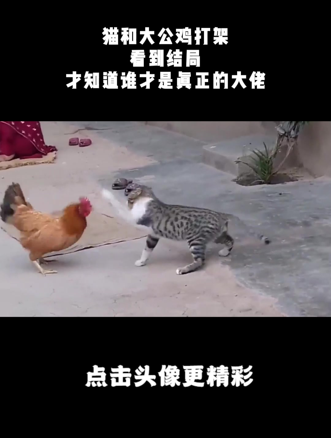 猫和大公鸡打架,看到结局,才知道谁才是真正的大佬!