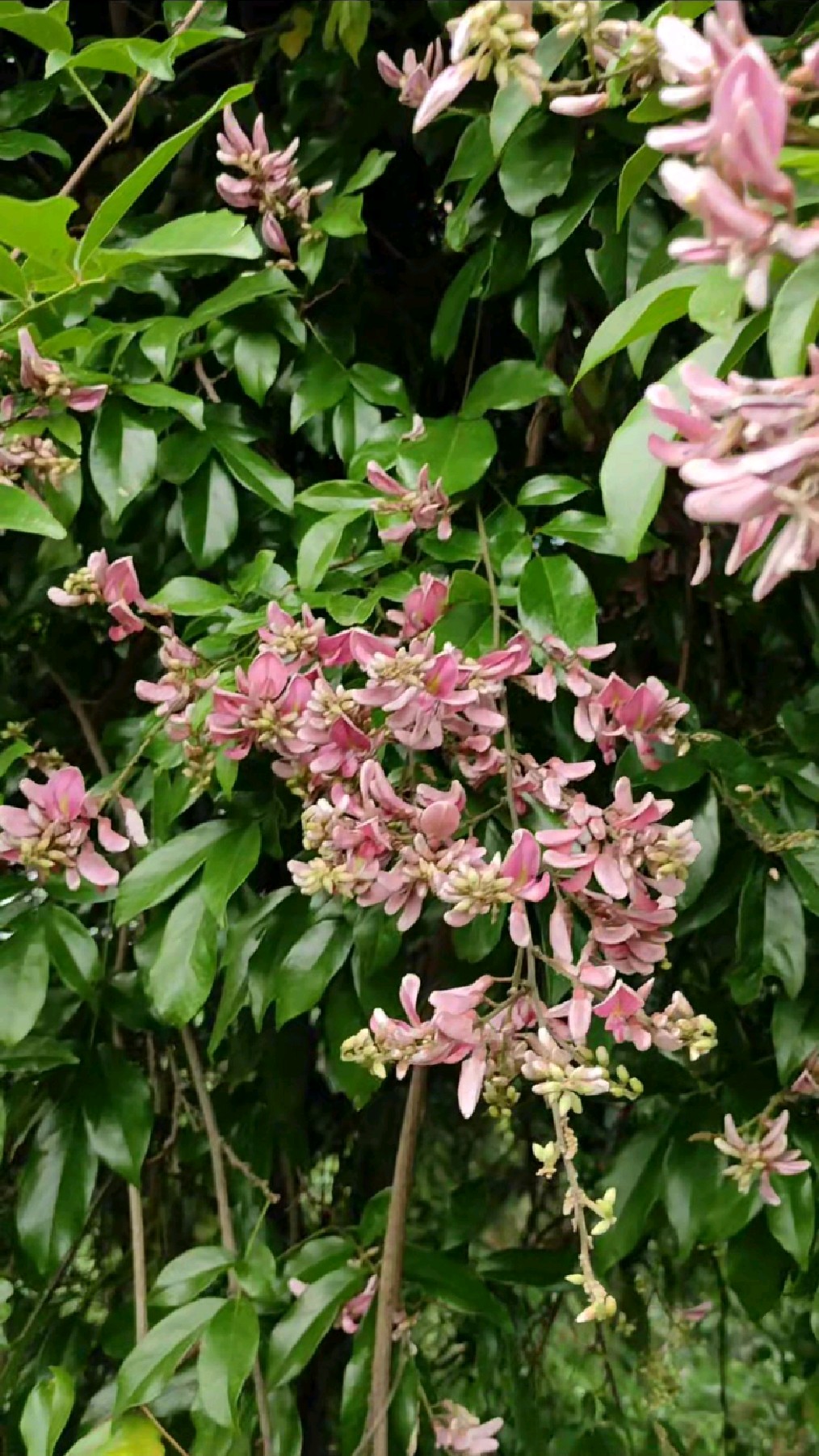 鸡血藤,六月的又一蜜源植物,关键花开的还挺漂亮