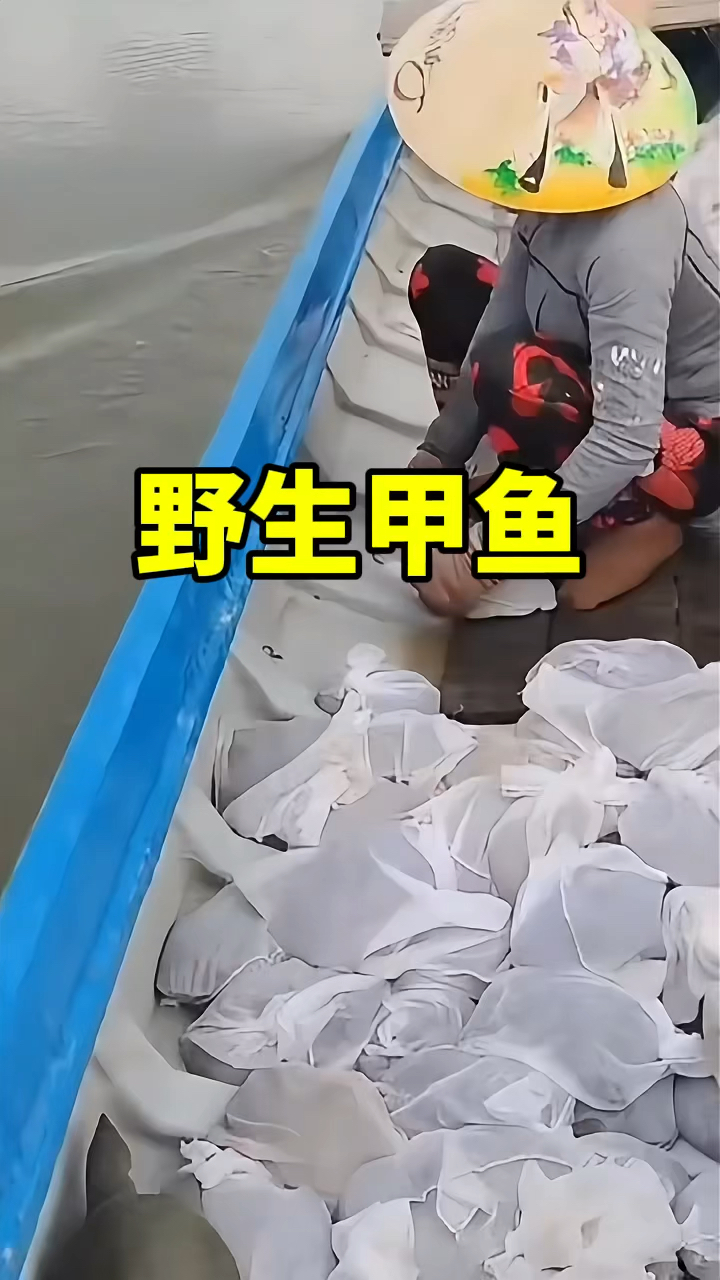这就变成野生甲鱼了?