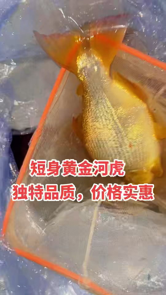 短身黄金河虎,20-25公分,发色充分,身形宽短,独特品质