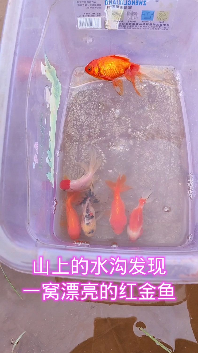 在山上的水沟抓到一窝漂亮的红金鱼