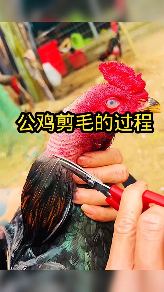 公鸡剪毛的过程,太漂亮了