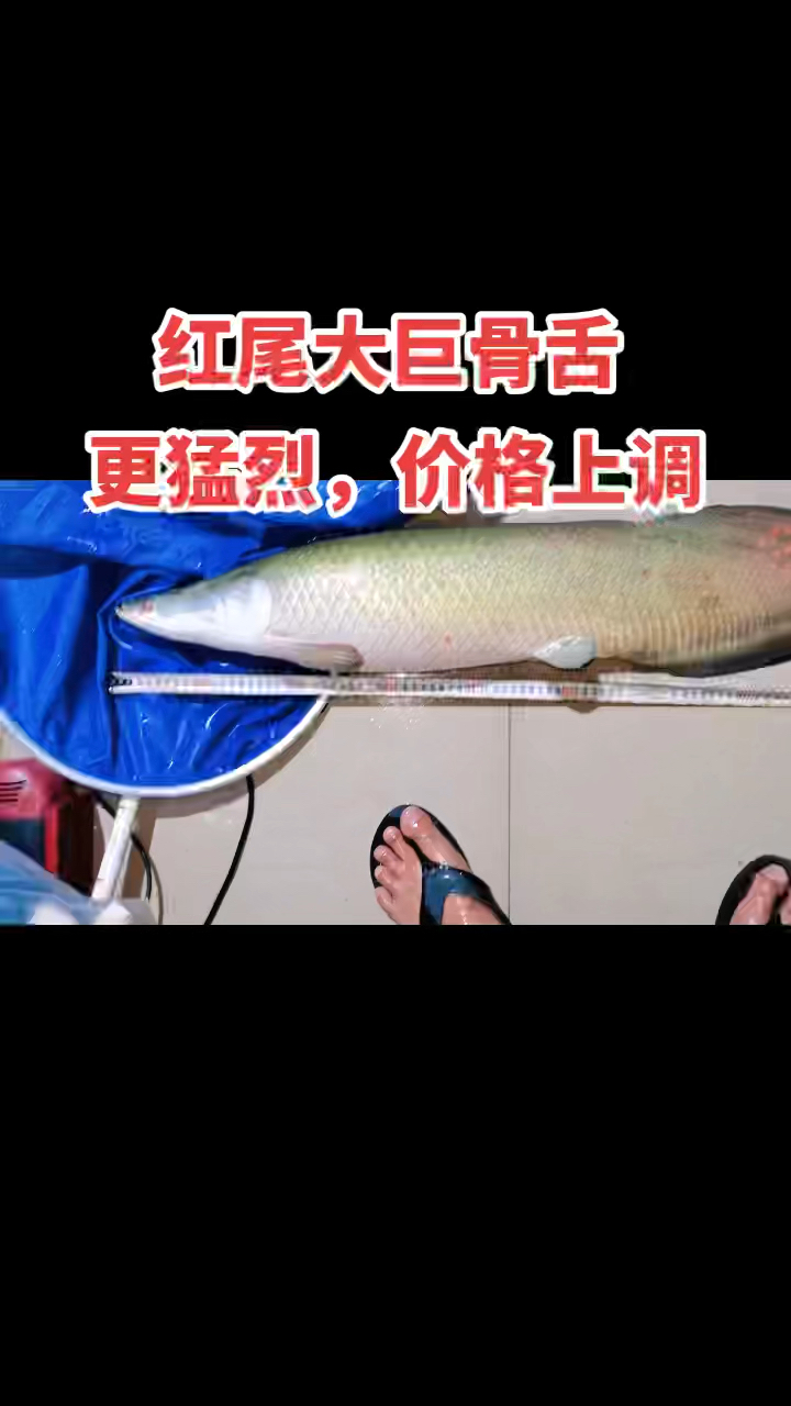 红尾大巨骨舌,85公分左右,大尺寸,更猛烈,还有几个