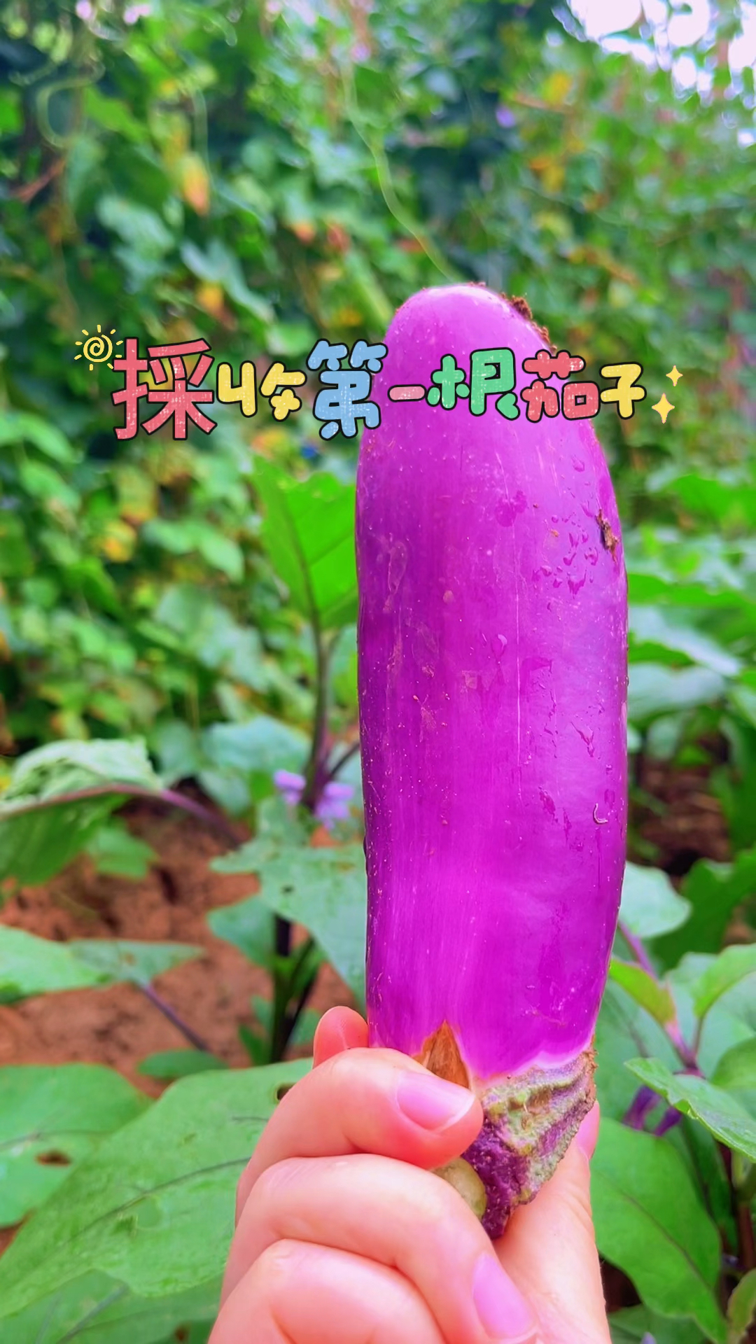 一个视频证明你也自己种菜