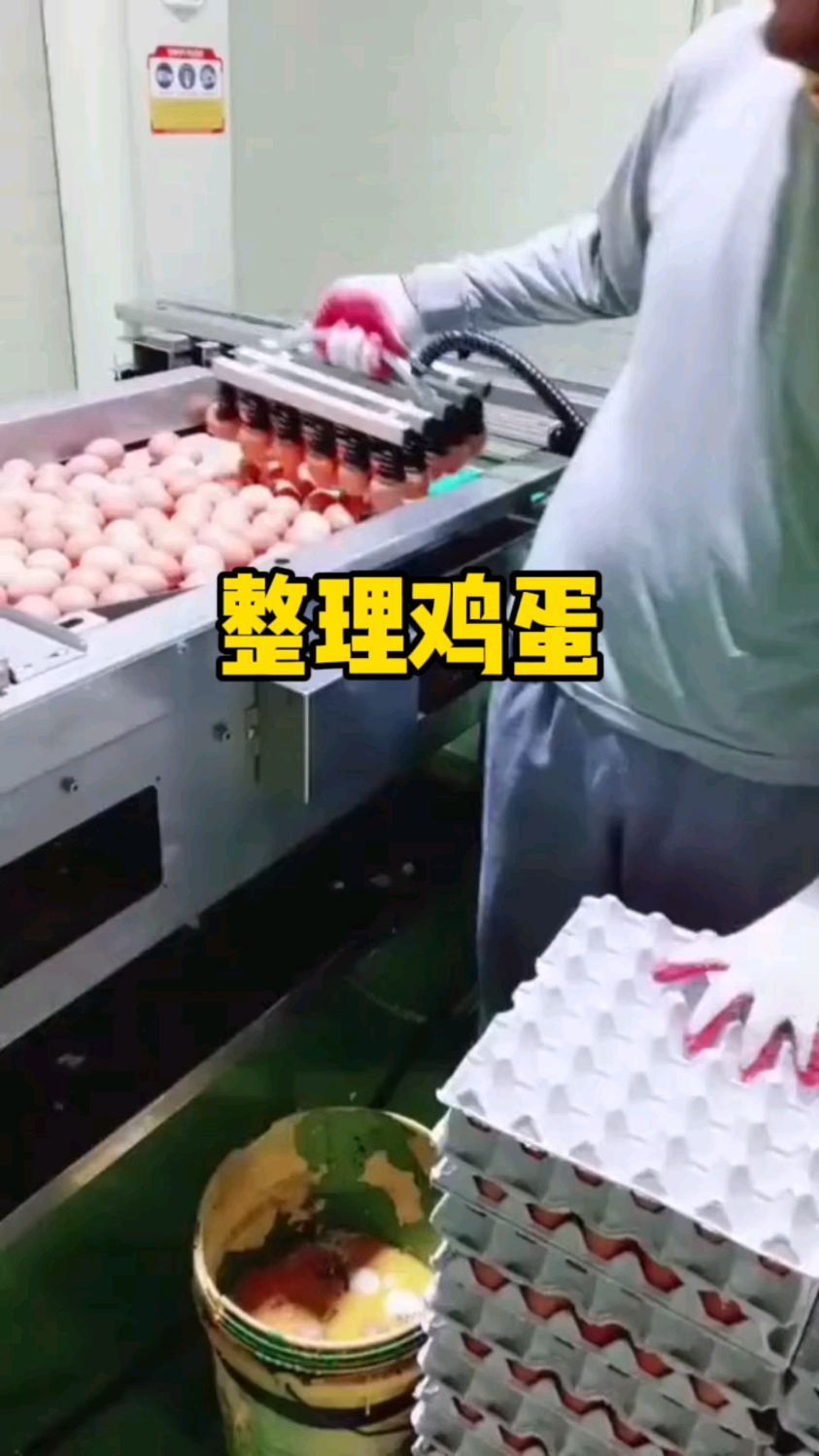 原来我们买的一板板的鸡蛋,都是这样放上去的啊