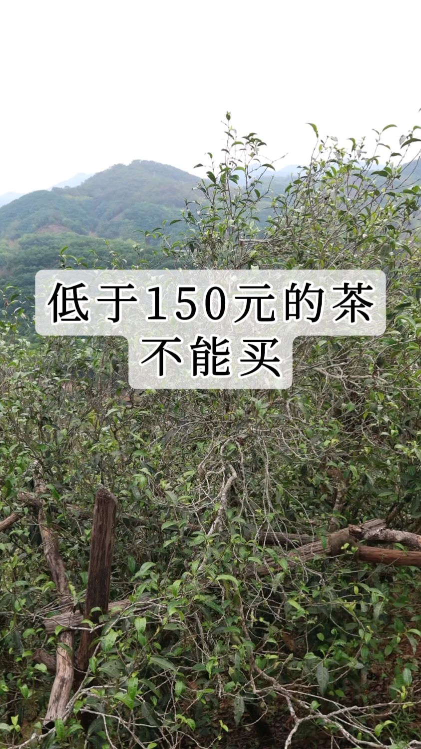 普洱茶低于150元不能买