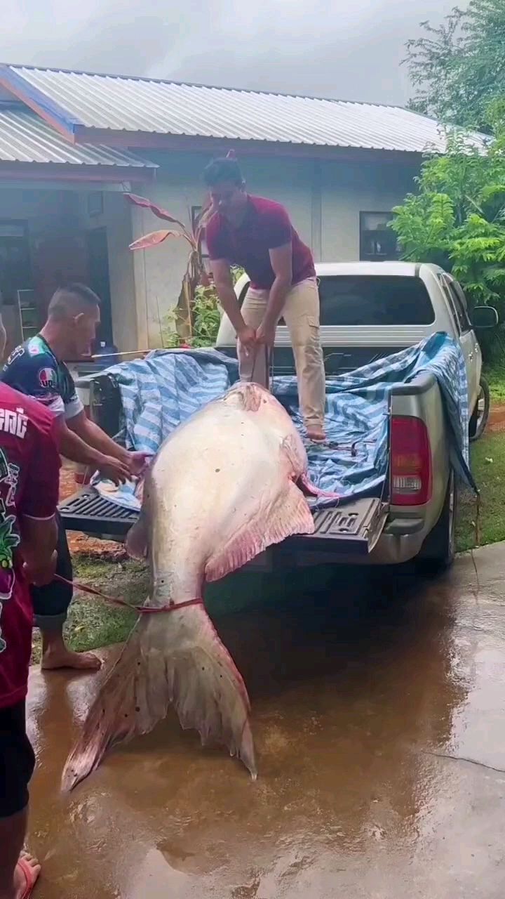 第一次见这么大的湄公河巴沙鱼,两百斤绰绰有余