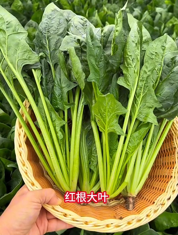 夏天也能种出好吃的菠菜,选对品种,耐热不抽苔