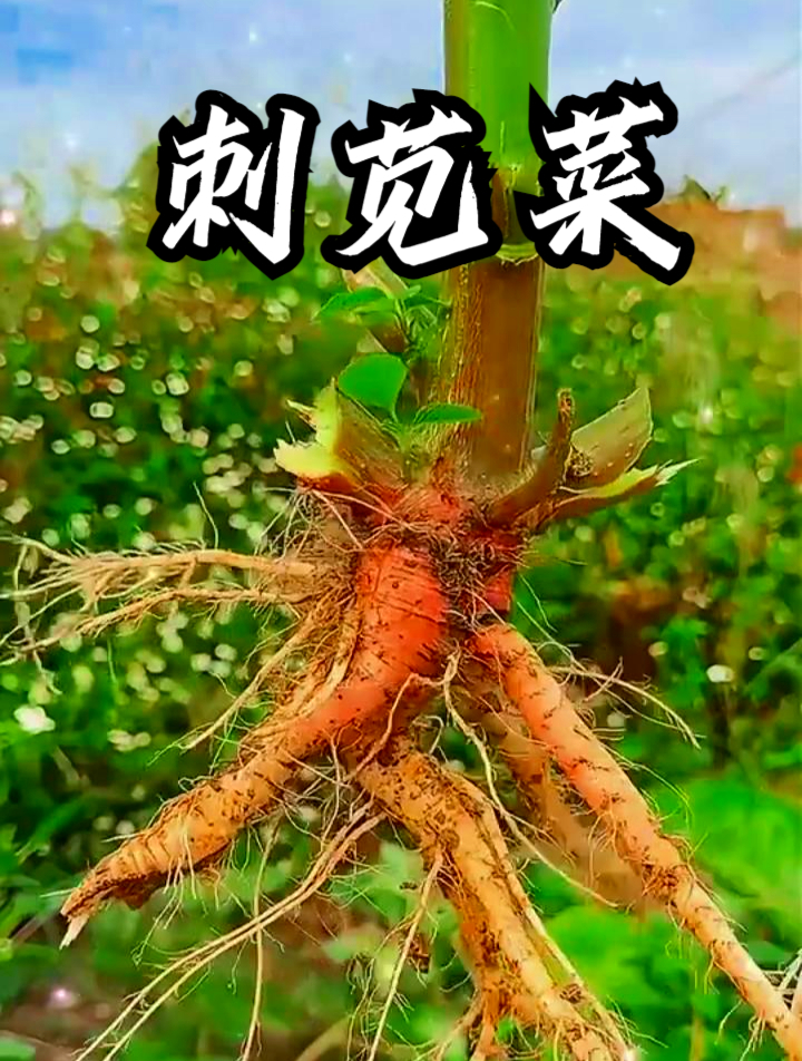 刺苋菜也叫猪母刺,听说用它和鸡蛋一起炒,可以提高免疫力