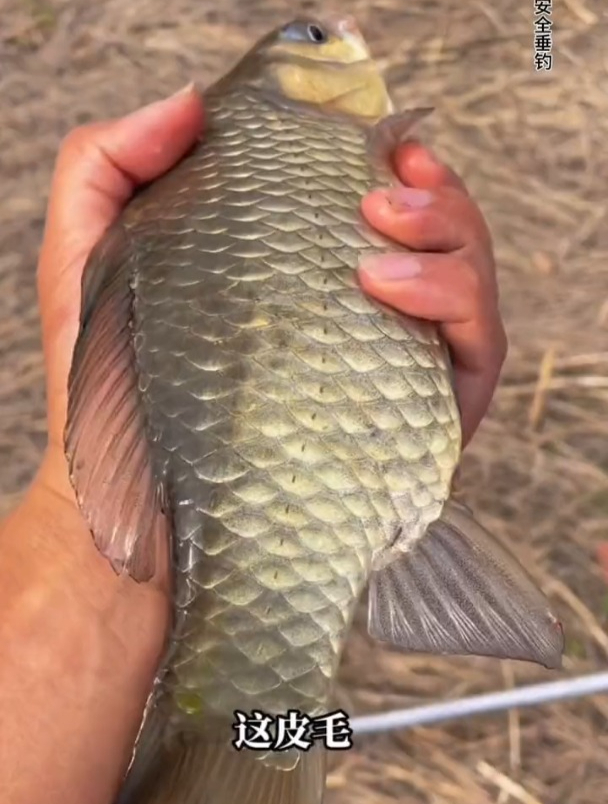 三色酒米才是夏季钓鲤鱼该用的饵料!三种味型酒米混合诱鱼更好!
