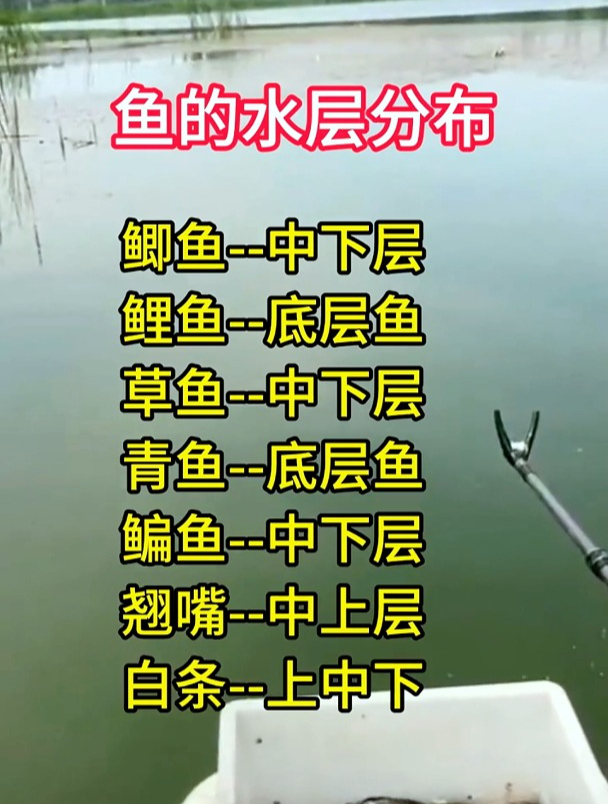 关于鱼的水层分布各位钓友知道多少?知道分布才好调浮漂!