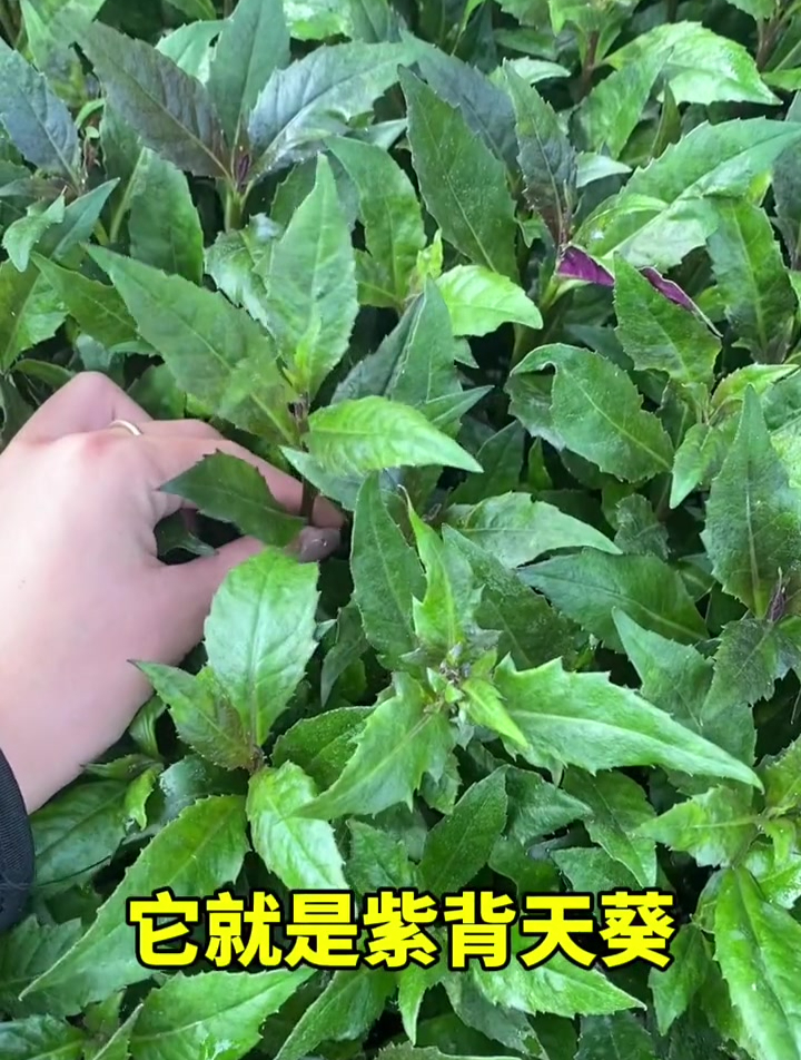 “药食同源”紫背菜,随便折一根枝条,插土里就能成活