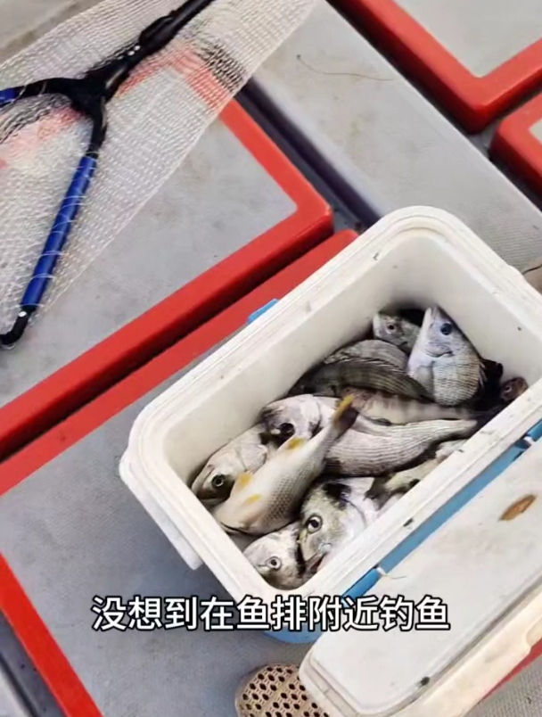 鱼排钓鱼用鲐鲅鱼肉当饵,能爆箱是真的吗?海钓饵选鱼肉更好吗?